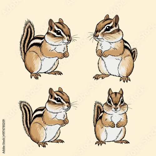 A collection of four detailed chipmunk illustrations with distinct stripes, bushy tails, and white bellies, depicted in various standing and sitting poses on a neutral background.