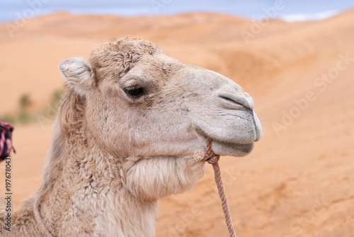 Camel Face-Morocco
