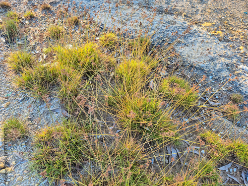 Wild Sedge Grass Growing on Dry and Rocky Ground Vegetation