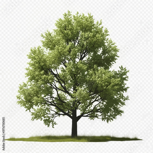 Large deciduous poplar tree with dense green foliage and rounded canopy isolated on a transparent background, featuring a dark brown trunk and a small patch of green grass.