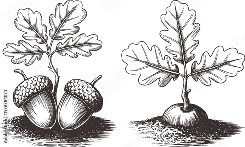 Vintage engraving style oak leaves and acorns sprouting from soil and seed leaf
