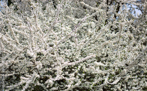 a beautiful background of white flowers blooming in spring