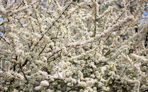 the purity of the white flowers of Spring