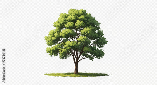 Isolated digital illustration of a majestic green poplar tree with dense lush foliage, detailed brown trunk, and small grass patch at the base, set on a transparent background.