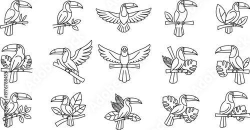 Collection of black and white toucan bird on branches with leaves