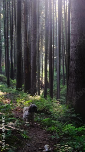 Shih Tzu dog pauses on trail between ferns. Dog turns around starting walking forward as paws tap soil and tail sways gently vertical slow motion
