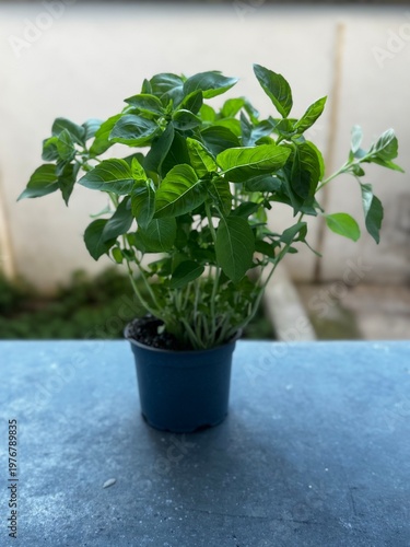 basil in a pot