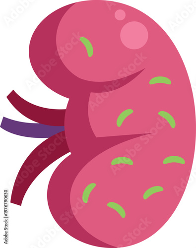 Human kidney organ with infection medical illustration
