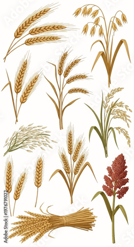 Detailed botanical illustrations of cereal grains including wheat stalks, oat panicles, rice plants, and sorghum heads, featuring a bundled wheat sheaf on white background.