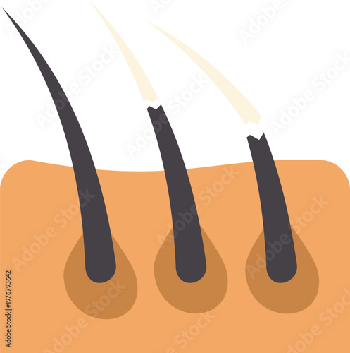 Hair follicles illustrating stages of hair damage, from healthy to broken with split ends