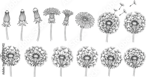 Vector Set of Dandelion Flowers in Various Stages of Bloom and Seed Dispersal for Botanical and Nature Illustrations