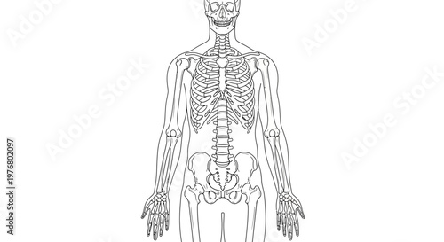 Human skeleton anatomy illustration.