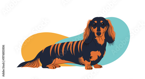 Portrait of a beautiful long-haired dachshund dog standing against a background of abstract colorful blue and yellow shapes.