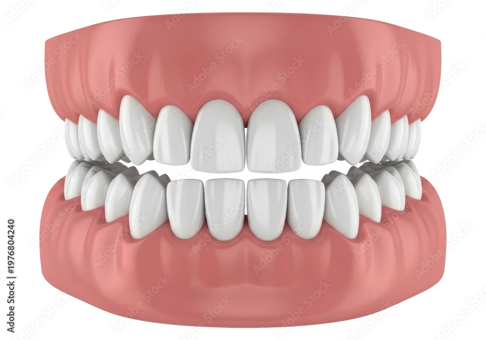 Fototapeta premium A set of human teeth with gums isolated on transparent background