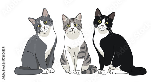 Three domestic cats with different coat patterns sitting side by side looking forward against a clean white background.