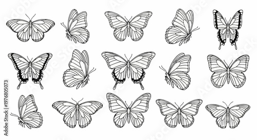 Collection of fifteen black and white butterfly line art illustrations with distinct wing patterns and species varieties, shown in both top-down view and profile side view positions.