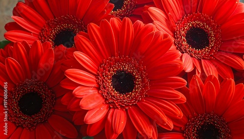 A close-up of vibrant red flowers with dark centers