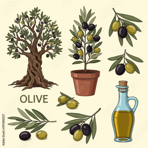 Comprehensive vector set featuring an ancient olive tree, a potted plant, branches with green and black olives, a glass bottle of extra virgin oil, and loose olives on a cream background.
