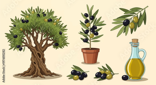 Vector set featuring an ancient olive tree with a gnarled trunk, a small potted olive tree, a glass bottle of oil, and fresh green and black olive branches.