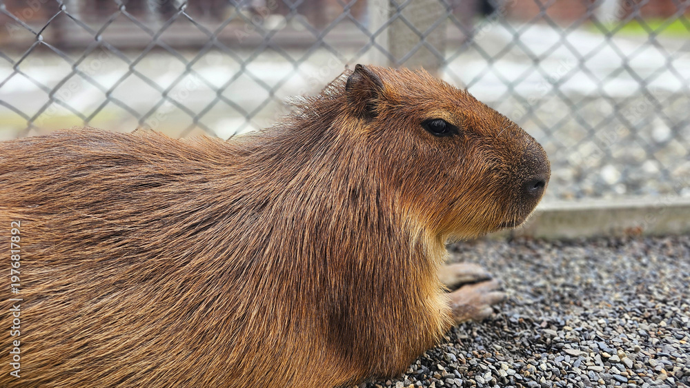 Fototapeta premium Adorable zoo capybara face close up detail look, relaxing taking nap fall a sleep, interacting visitors. Viral cute animal moment, calm expression, fluffy face.wildlife scene, trending pet