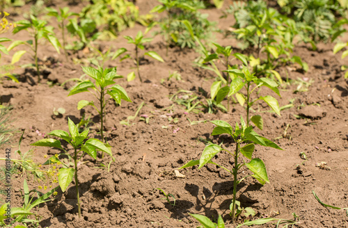 Photography Young pepper plants growing in fertile garden soil