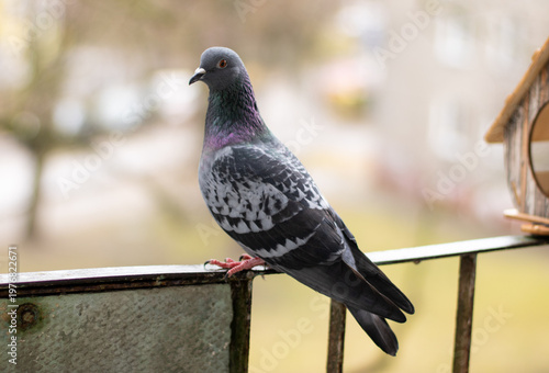 A pigeon perched on a balcony railing, calmly observing its surroundings. The urban bird rests against a soft background, capturing a quiet moment of city life