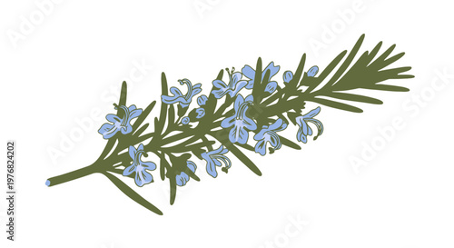 Rosemary Plant with Small Blue Flowers.