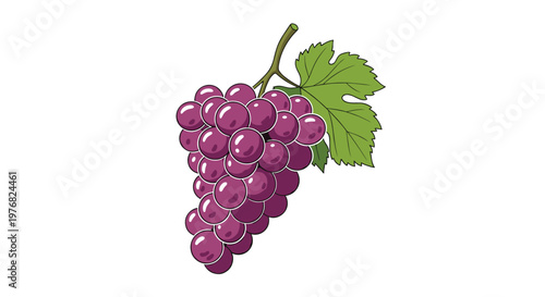 Vibrant bunch of ripe purple grapes attached to a woody stem with a single green leaf illustrated in a clean graphic style on a plain white surface.