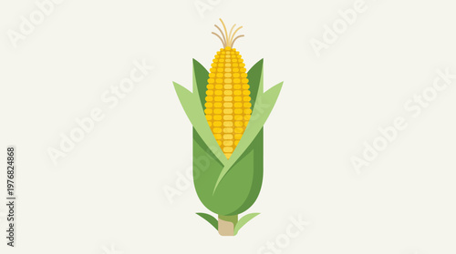 Fresh Ripe Corn on the Cob with Green Leaves 1.