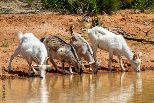 Australian Feral or wild goats drinking in outback rural dam. They cause a lot of environmental damage in some regions