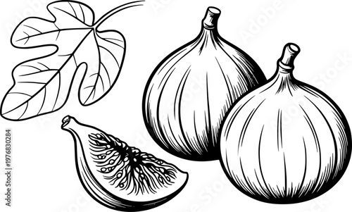 Black and white line of ripe figs and a fig leaf a white background fruit food
