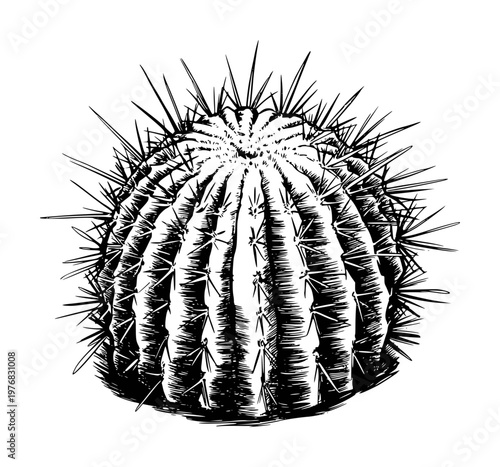 Detailed Ink of a Round Barrel Cactus with Sharp Spines White Background plant succulent