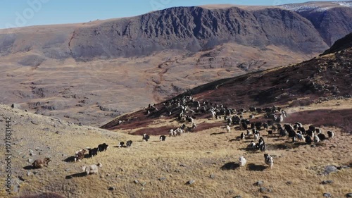 Wide aerial view of a herd of yaks moving across a dry mountain slope above a river valley in a rugged highland landscape. Shaggy animals spread over rocky terrain with dramatic peaks and open