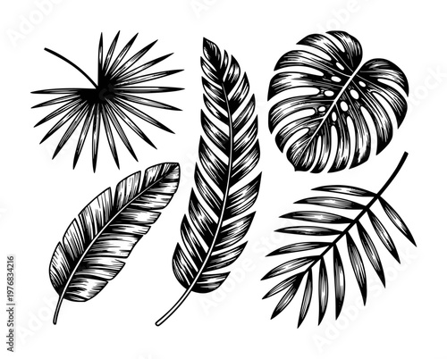 Black and white tropical leaves and feathers isolated white background
