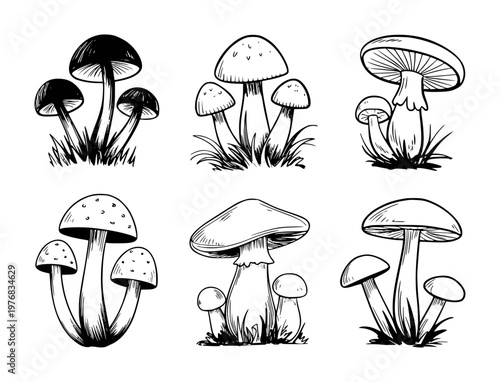Collection of Hand Drawn Black and White Mushroom White Background fungi nature