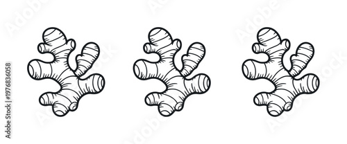 Ginger root illustration set in a row isolated on white background fresh spice herbal ingredient vector illustration
