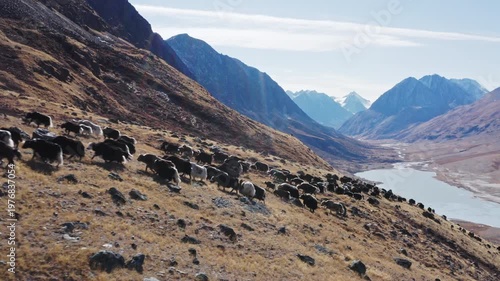 Aerial view of a herd of yaks moving across a dry mountain slope in a rugged highland landscape. Group of shaggy animals spreads over rocky terrain under clear daylight, creating a natural scene of