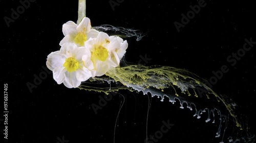 White flowers with green splash, vivid pigment trail streaming beneath clustered blossoms, florist experiment vibe with sharp macro detail and black