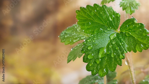 Macro of green serrated strawberry leaves covered in fresh dew drops against a blurred warm background with copy space. Symbolic of growth, ecology, and pure nature