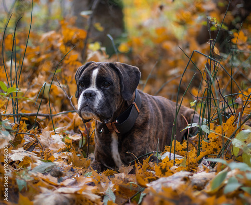 Beautiful brindle boxer dog is posing outside in golden autumn leaves, nice gold portrait and background