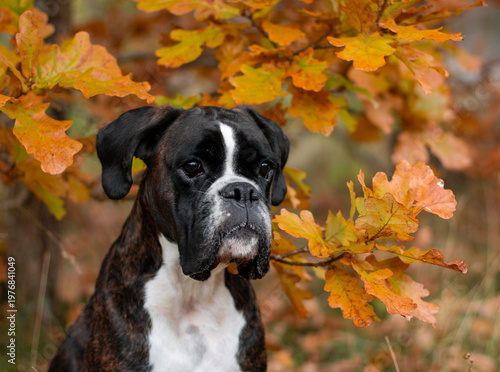 Beautiful brindle boxer dog is posing outside in golden autumn leaves, nice gold portrait and background