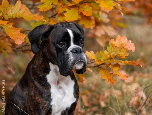 Beautiful brindle boxer dog is posing outside in golden autumn leaves, nice gold portrait and background