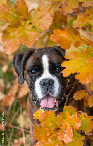 Beautiful brindle boxer dog is posing outside in golden autumn leaves, nice gold portrait and background