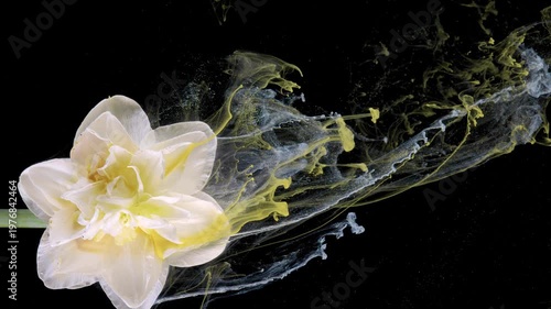 White daffodil trailing comet of yellow and gray pigment like liquid meteor across black frame, studio motion study with dramatic contrast and texture