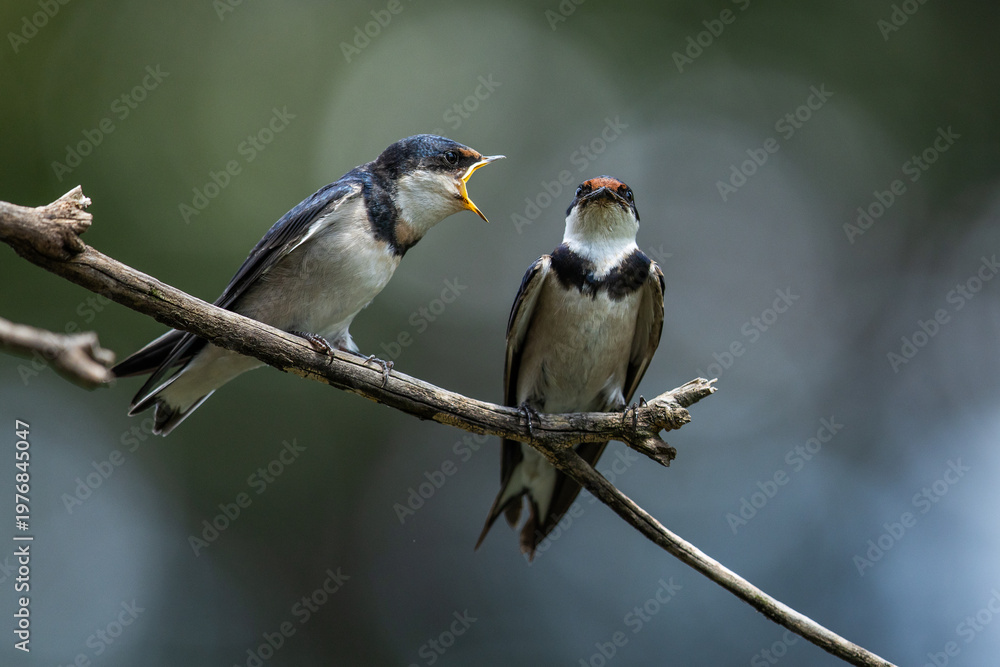 Fototapeta premium Two white-throated swallows (Hirundo albigularis) on a branch, one swallow chirps at the other swallow