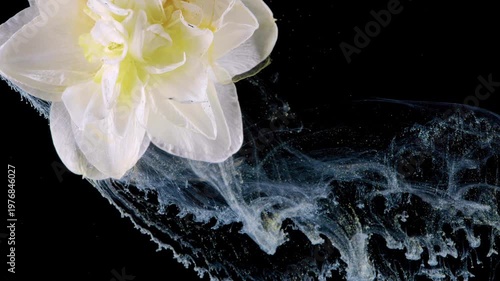 White daffodil with bluetinged plume dramatic spray in black water, studio art capture blending cool pigment currents with delicate botanical