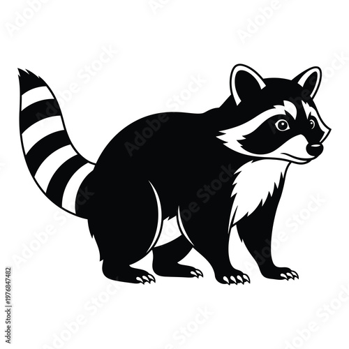 Raccoon standing on four legs looking to the right side isolated on white background icon