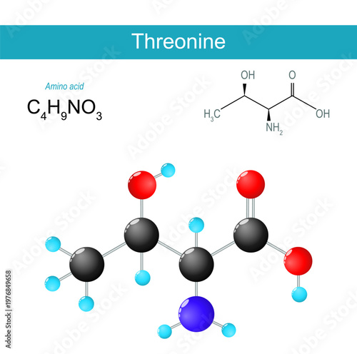 Threonine molecule. Molecular chemical structural formula and model