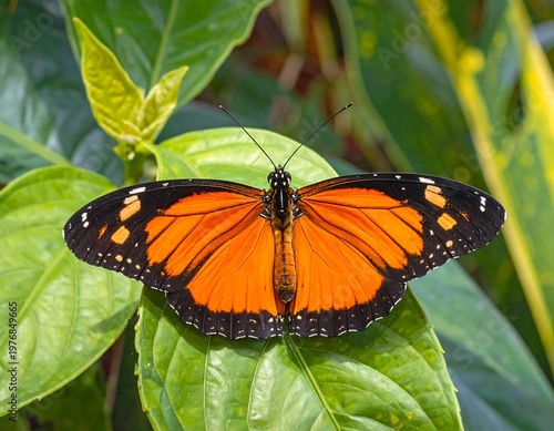A vibrant orange butterfly with black and white markings on a leaf