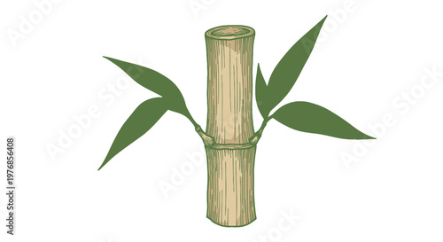 Bamboo Stalk with Green Leaves Illustration.